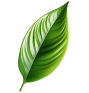 Leaf